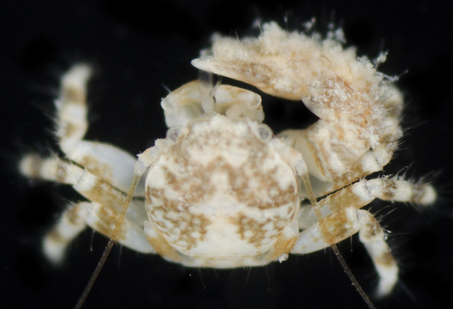 Pachycheles pisoides observed 2017-05-25