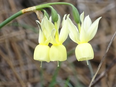Narcissus triandrus pallidulus