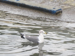 Larus crassirostris