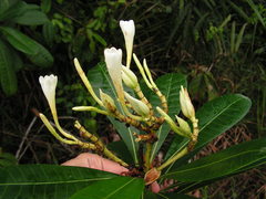 Himatanthus bracteatus