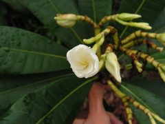 Himatanthus bracteatus