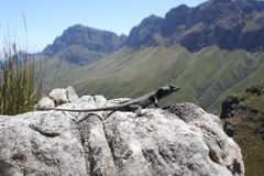 Hemicordylus capensis