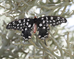 Pharmacophagus antenor