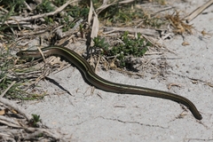 Chalcides chalcides vittatus