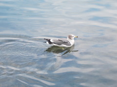 Larus crassirostris