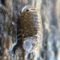 Sphaeroma papillae