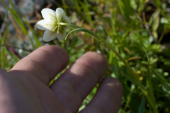 Fritillaria liliacea