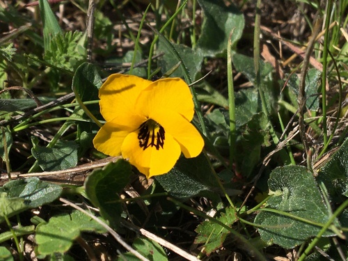 iNaturalist observation photo of California Golden Violet