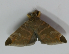 Pindara illibata