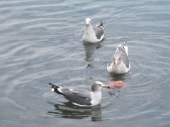 Larus crassirostris