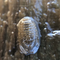 Sphaeroma papillae