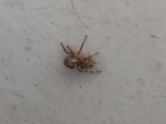 Salticinae