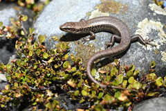 Oligosoma chloronoton