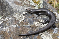 Oligosoma chloronoton