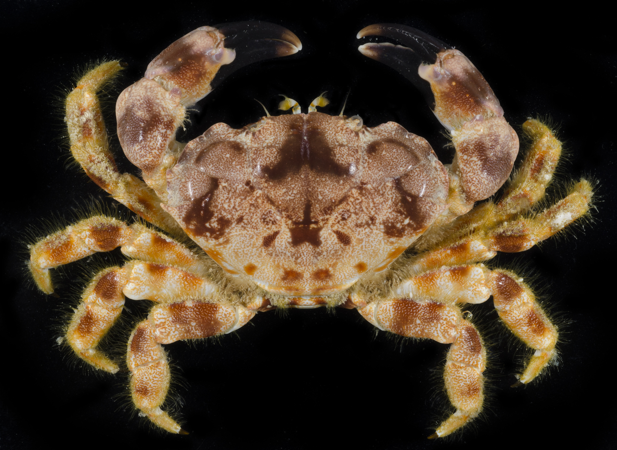 Bearded Crab (Juxtaxanthias intonsus) · iNaturalist