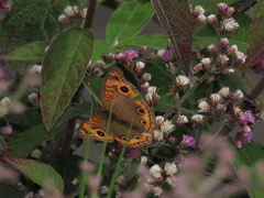 Junonia evarete