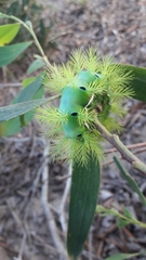 Automeris coresus