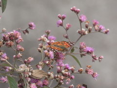 Vanessa braziliensis