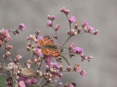 Vanessa braziliensis