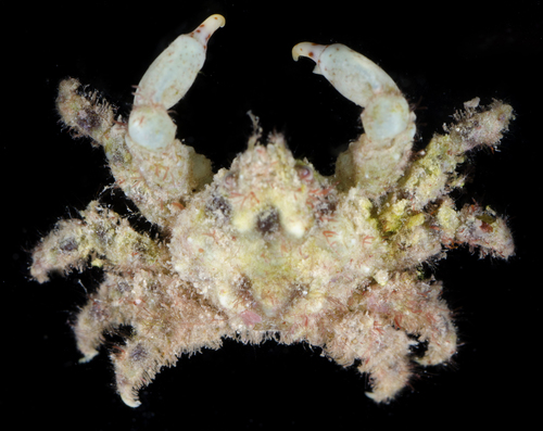 Perinia tumida observed 2017-05-26