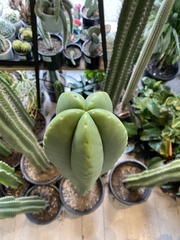 Trichocereus macrogonus