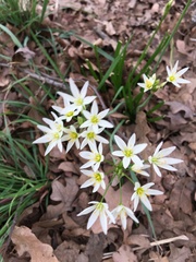 Allium fraseri