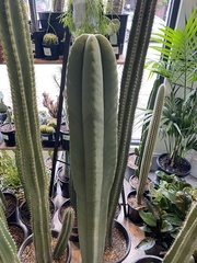 Trichocereus macrogonus