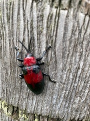 Coraliomela aeneoplagiata