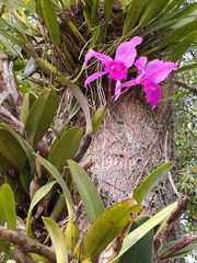 Cattleya labiata