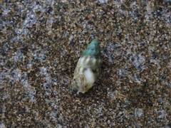 Cerithium atromarginatum