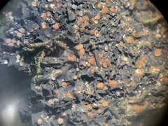 Scytinium dactylinum