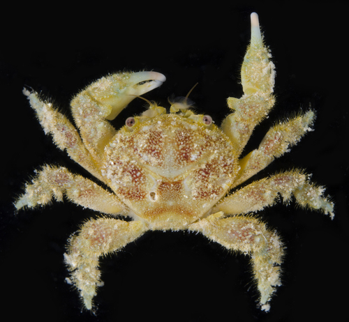 Dynomenidae in life