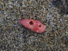 Aesopus clausiliformis