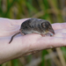 Ornate Shrew - Photo (c) Pacific Southwest Region U.S. Fish and Wildlife Service, some rights reserved (CC BY)