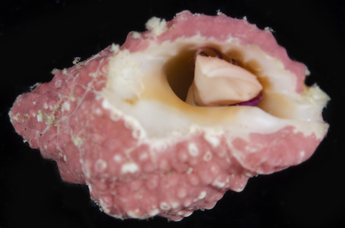 Pylopaguropsis keijii observed 2017-05-26
