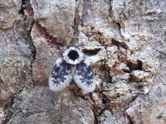 Lepiseodina conspicua
