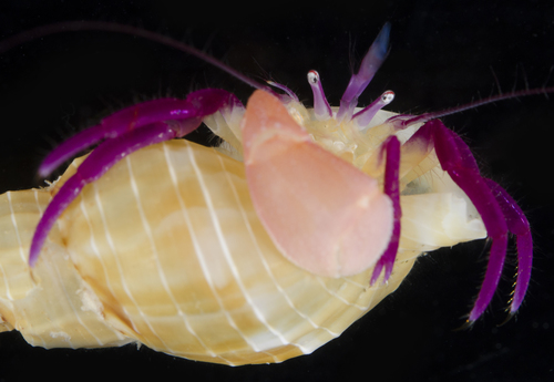 Pylopaguropsis keijii observed 2017-05-26