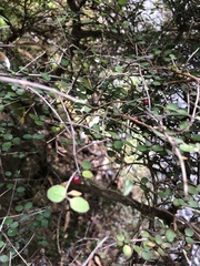 Coprosma rotundifolia