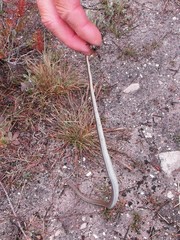 Psammophis crucifer