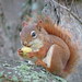 American Red Squirrel - Photo (c) Mark D. Read, some rights reserved (CC BY-NC), uploaded by Mark D. Read