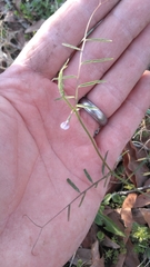 Vicia minutiflora