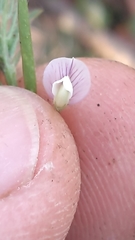 Vicia minutiflora