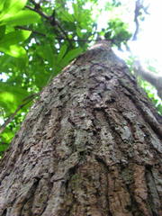 Himatanthus bracteatus