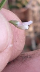 Vicia minutiflora