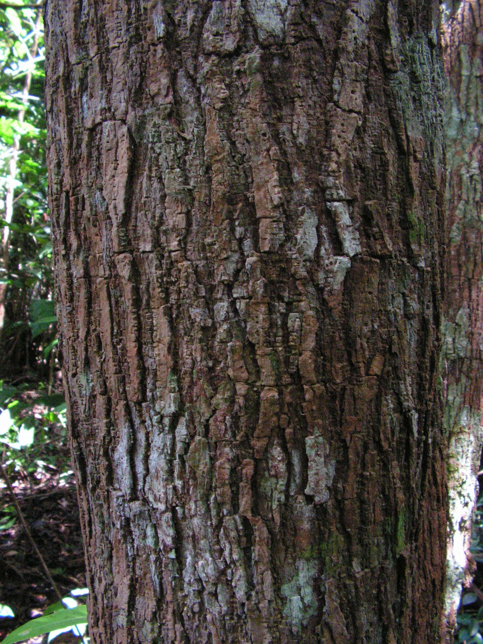 Himatanthus bracteatus (A.DC.) Woodson