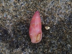 Aesopus clausiliformis