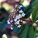 Laurustinus Viburnum - Photo (c) Cassiopée2010, some rights reserved (CC BY-NC-SA)