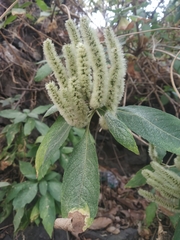 Colebrookea oppositifolia