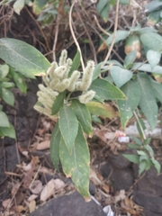 Colebrookea oppositifolia