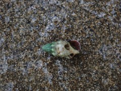 Cerithium atromarginatum